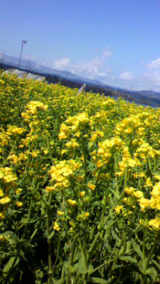 ２０１１　春　野沢菜の花.jpg